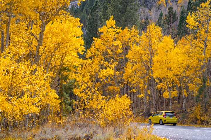 Cover photo for Mammoth Lake Fall album