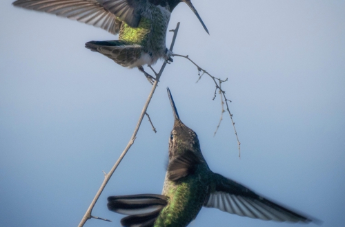 Virtual photography talk focuses on local natural beauty