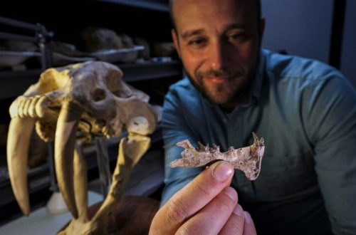 Local paleontologists announce discovery of new San Diego saber-toothed catlike species