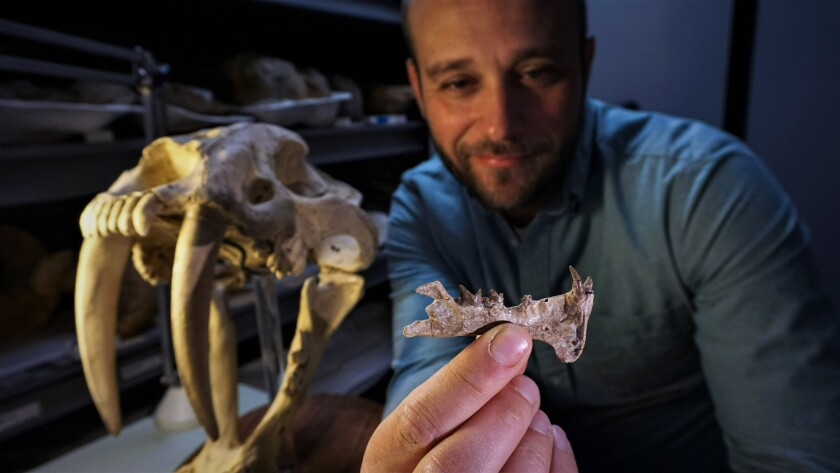 Local paleontologists announce discovery of new San Diego saber-toothed catlike species