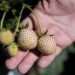 Meet ‘Dr. Strawberry,’ the California scientist behind the world’s most interesting berries