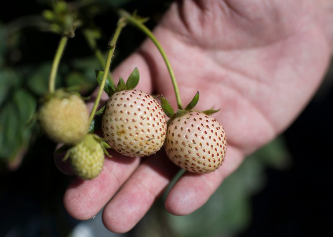 Meet ‘Dr. Strawberry,’ the California scientist behind the world’s most interesting berries