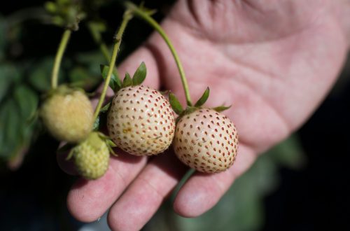 Meet ‘Dr. Strawberry,’ the California scientist behind the world’s most interesting berries