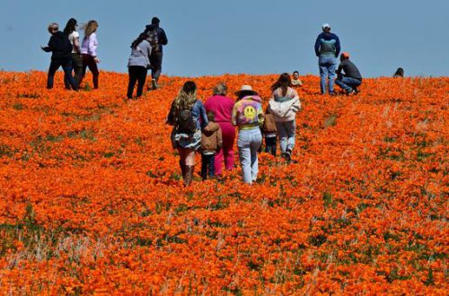 Wildflower super bloom returns to California after rainy winter