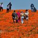 Wildflower super bloom returns to California after rainy winter