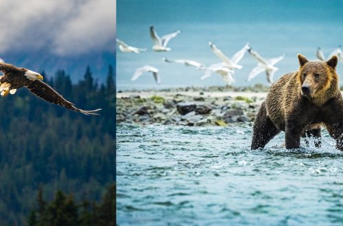 5 Unique Photography Experiences to Have in Alaska