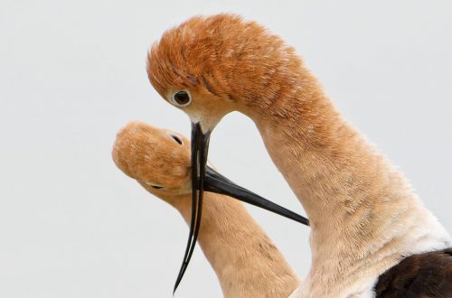 The Teen Photographer Capturing Bay Area Avocets on Camera (and Where You Can See Them Too)