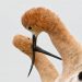 The Teen Photographer Capturing Bay Area Avocets on Camera (and Where You Can See Them Too)