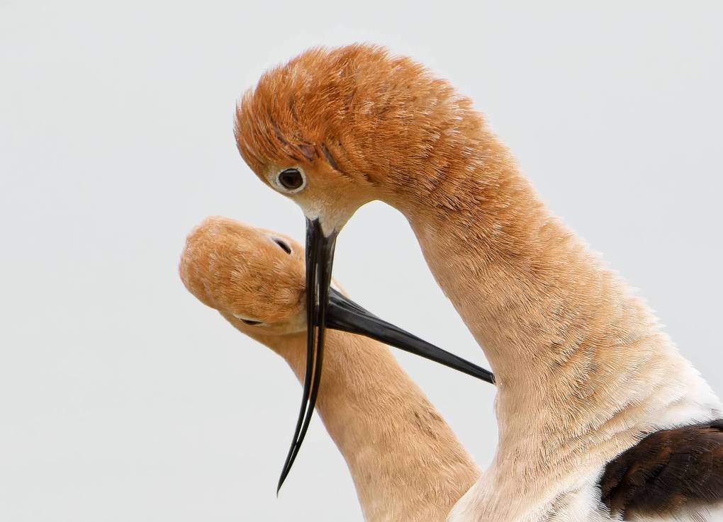 The Teen Photographer Capturing Bay Area Avocets on Camera (and Where You Can See Them Too)